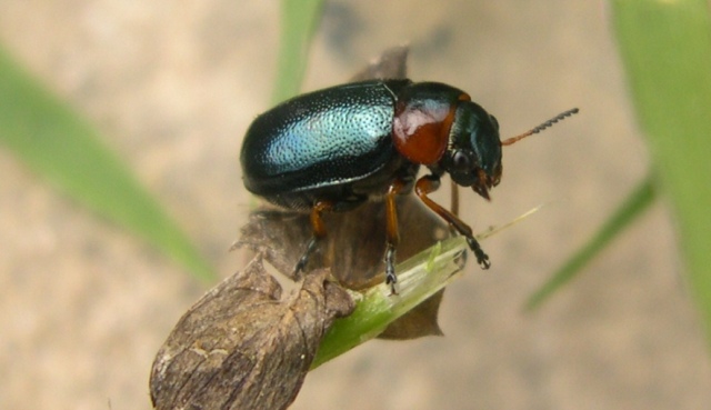 Sconosciuto: Smaragdina affinis